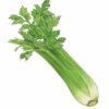 GG0524_WIS_01-1060x1200 Celery Seeds – Crisp, Aromatic Stalks for Salads & Soups