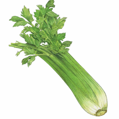 Celery Seeds – Crisp, Aromatic Stalks for Salads & Soups