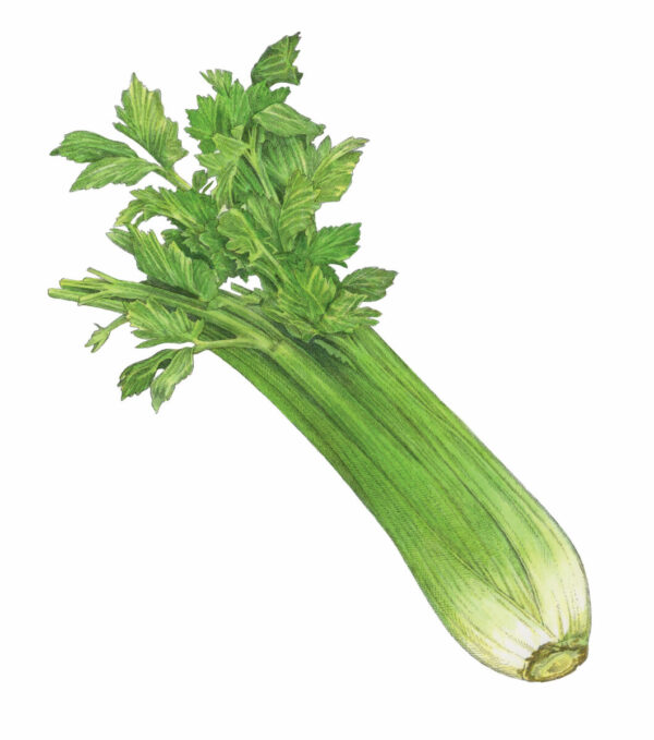 GG0524_WIS_01-1060x1200 Celery Seeds – Crisp, Aromatic Stalks for Salads & Soups