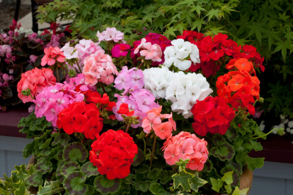 Geranium-Horizon-Mixed-01-1 Geranium F1 Mix Seeds – Blooms for Long-Lasting