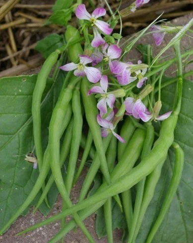 Radish Pod (Moongra) F1 Hybrid – Crunchy, Fast-Growing Winter Vegetable