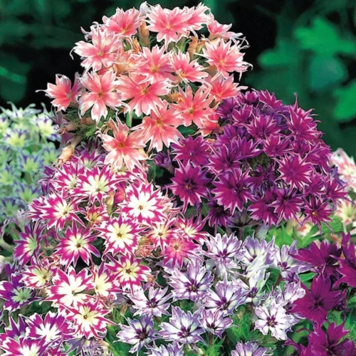PhloxTwinkleDward_2048x Phlox Dwarf Twinkle Mix Seeds – Starry Blooms for Winter Borders