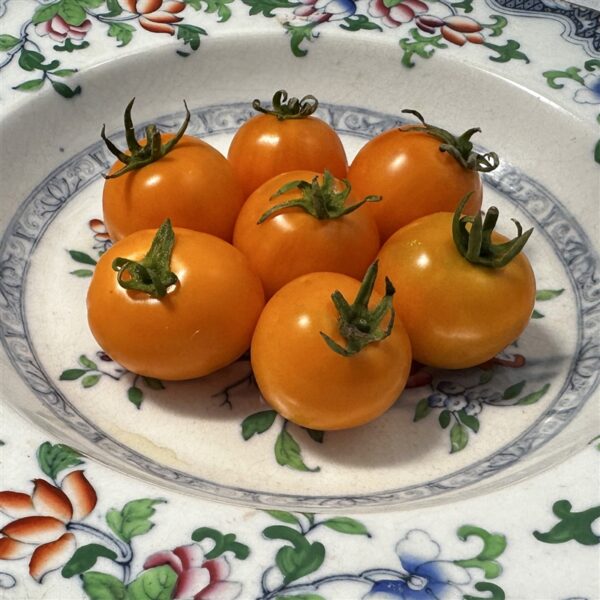 TF-0487-2 Cherry Tomato Orange (Organic) – Sweet, Golden Heirloom Snack Tomato