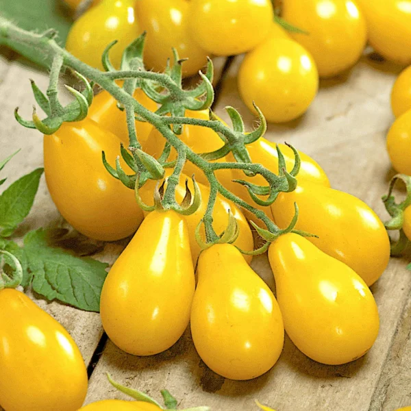 Tomato Yellow Pear (Organic) – Sweet, Teardrop Heirloom Cherry
