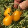 Tomato Yellow Pear (Organic) – Sweet, Teardrop Heirloom Cherry