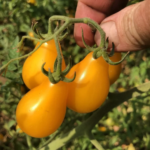 Tomato Yellow Pear (Organic) – Sweet, Teardrop Heirloom Cherry
