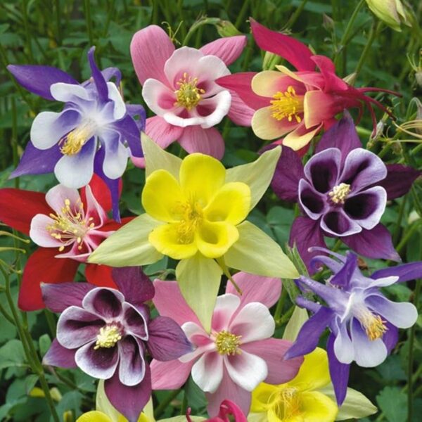 aquiligia Aquilegia Mix