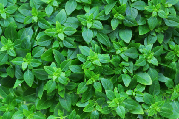aroma_aromatic_background_basil_cooking_food_fresh_green-1153471 Marjoram Herb Seeds – Sweet Aromatic Culinary Herb