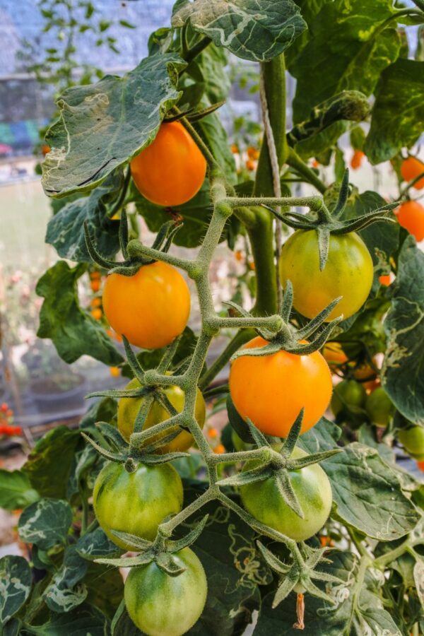 c245680f77771d632172bf6fc109-1580057 Cherry Tomato Orange (Organic) – Sweet, Golden Heirloom Snack Tomato