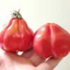 canestrino-2 Prime Canestrino Heirloom Tomato F1 – Classic Italian Oxheart for Sauces