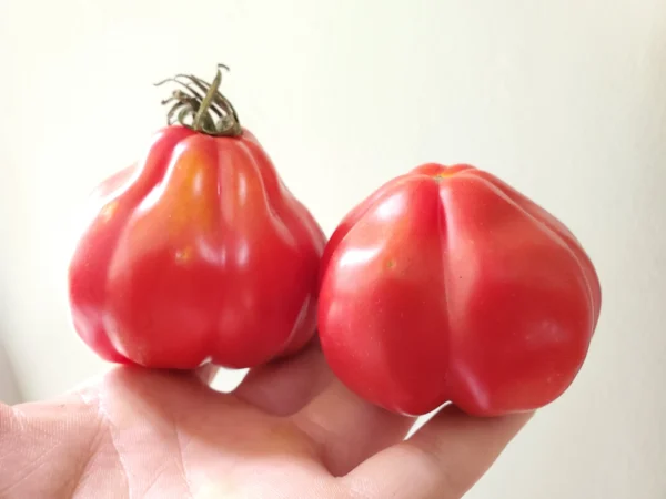 canestrino-2 Prime Canestrino Heirloom Tomato F1 – Classic Italian Oxheart for Sauces