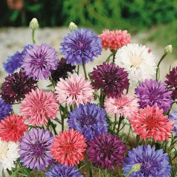 cornflower-dwarf-mix-ndp-1 CornFlower Mix