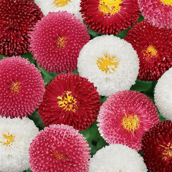 dispthumb Bellis Mix Seeds – Charming English Daisies for Winter Gardens
