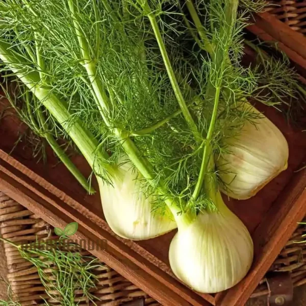 fennel-sweet-florence-seeds-for-gardening-premium-quality-lush-flavorful-gardens-790 Sweet Fennel Herb Seeds – Aromatic Culinary & Medicinal Herb (Foeniculum vulgare)