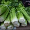 Celery Herb Seeds – Apium graveolens | Crisp Leafy Vegetable & Medicinal Herb