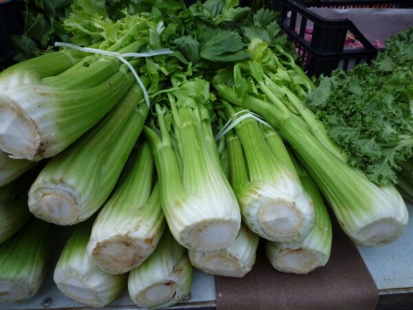 Celery Herb Seeds – Apium graveolens | Crisp Leafy Vegetable & Medicinal Herb