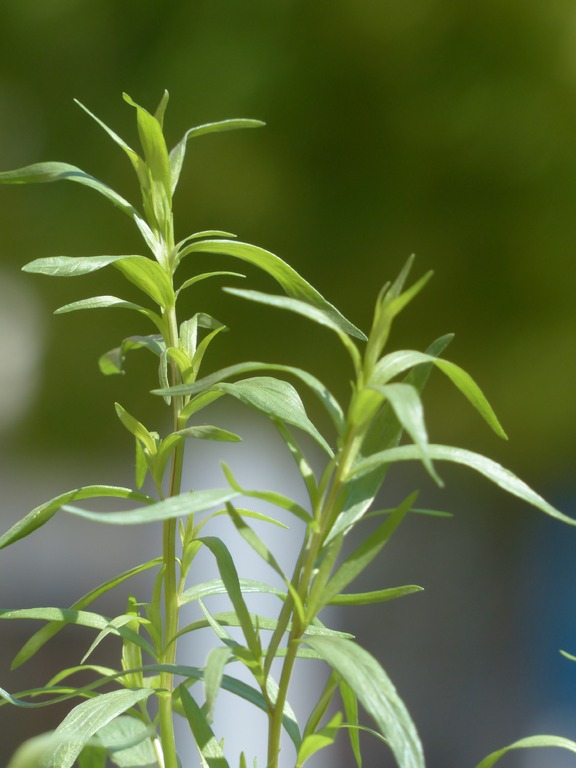 grass-plant-leaf-flower-green-spice-1351669-pxhere.com Tarragon Herb Seeds – Artemisia dracunculus | French Culinary & Medicinal Herb for Pakistani Gardens
