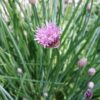 Garlic Chives Seeds – Allium tuberosum | Aromatic Herb for Cooking & Health