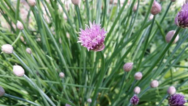 Garlic Chives Seeds – Allium tuberosum | Aromatic Herb for Cooking & Health