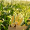 Sweet Corn ( میٹھی مکئی ) 1Kg Hybrid F1 Seeds/ Variety max 07