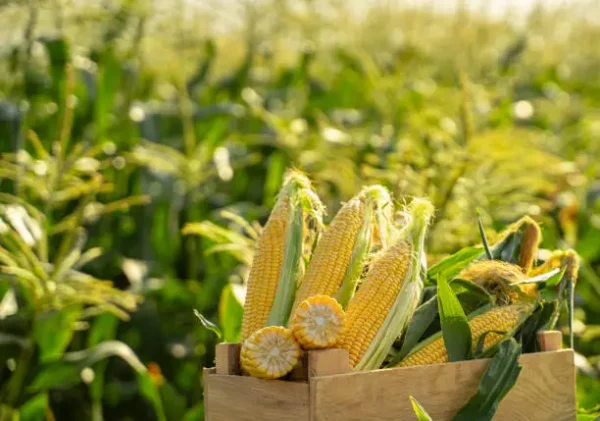 Sweet Corn ( میٹھی مکئی ) 1Kg Hybrid F1 Seeds/ Variety max 07