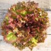 Red Leaf Lettuce F1 Hybrid – Premium Winter Salad Seeds