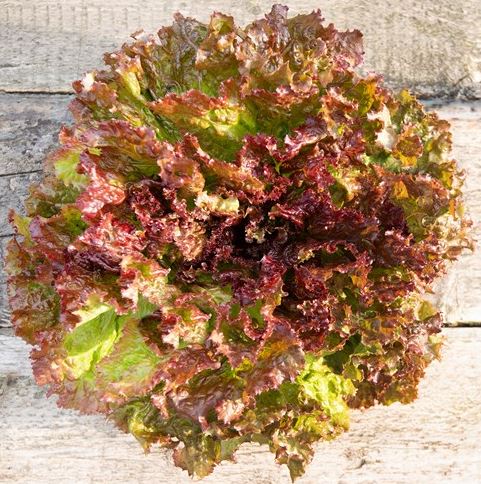 Red Leaf Lettuce F1 Hybrid – Premium Winter Salad Seeds