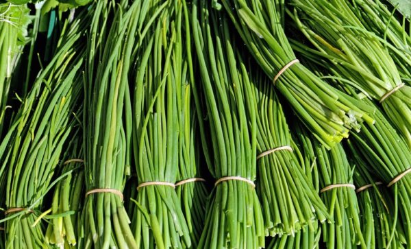 Garlic Chives Seeds – Allium tuberosum | Aromatic Herb for Cooking & Health
