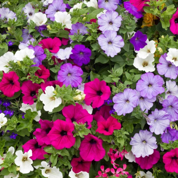 petunia-dwarf-mix-shk-1 Petunia Mix Seeds