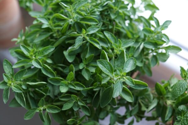 plant-flower-food-herb-produce-vegetable-721607-pxhere.com Oregano Herb Seeds – Origanum vulgare | Mediterranean Flavor for Pakistani Gardens