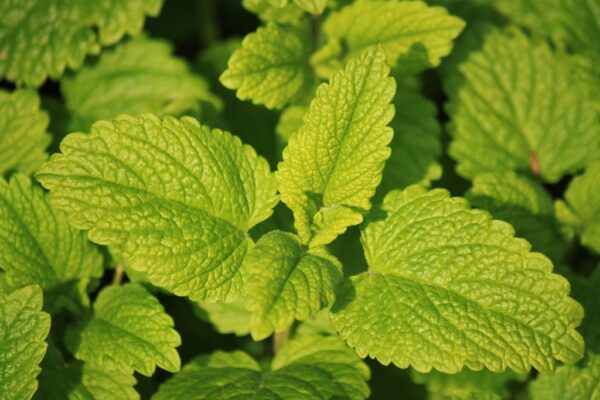 plant-leaf-flower-food-green-herb-724192-pxhere.com Lemon Balm Herb Seeds – Soothing Aromatic Medicinal Herb (Melissa officinalis)