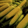 Sweet Corn ( میٹھی مکئی ) 1Kg Hybrid F1 Seeds/ Variety max 07