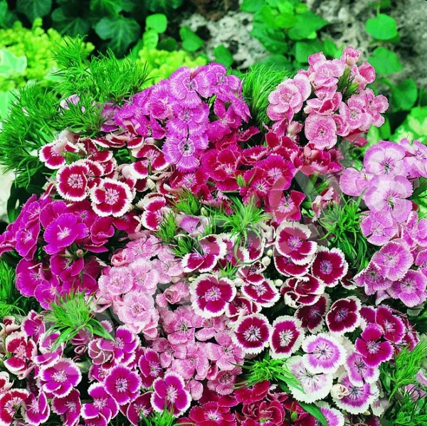sweet-william-dwarf Sweet William Mix Seeds – Classic Dianthus Blooms for Winter Elegance