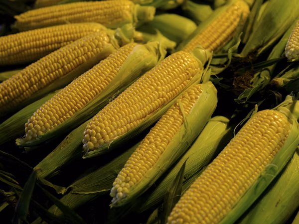 sweet Sweet Corn ( میٹھی مکئی ) 1Kg Hybrid F1 Seeds/ Variety max 07