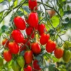tomato-roma-vf-shk-2 Tomato Roma VF Heirloom F1 – Meaty, Disease-Resistant Paste Variety