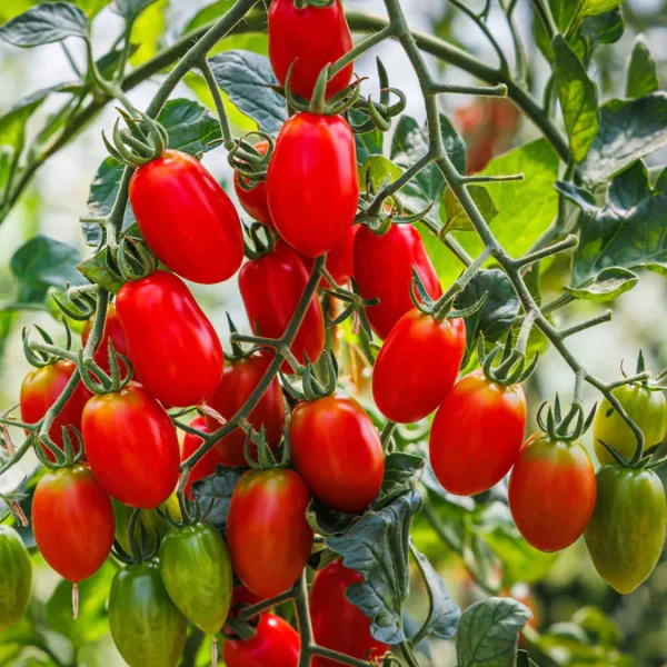 tomato-roma-vf-shk-2 Tomato Roma VF Heirloom F1 – Meaty, Disease-Resistant Paste Variety