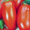 Scatolone Tomato Heirloom F1 – Meaty, Italian-Style Paste Tomato