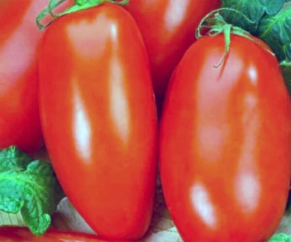 Scatolone Tomato Heirloom F1 – Meaty, Italian-Style Paste Tomato