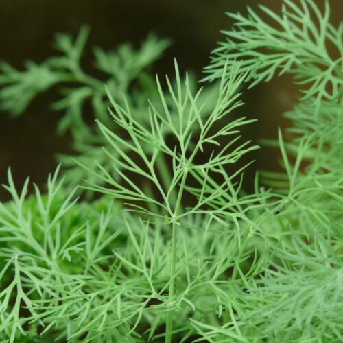 Dill Herb Seeds – Aromatic Culinary & Medicinal Herb (Anethum graveolens)