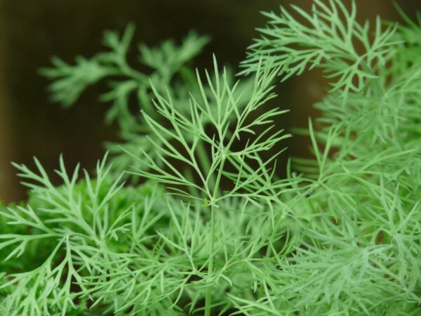 tree-grass-plant-leaf-flower-green-1263035-pxhere.com Dill Herb Seeds – Aromatic Culinary & Medicinal Herb (Anethum graveolens)