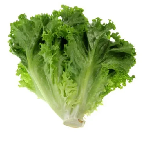 what-variety-is-this-green-leaf-lettuce-called-v0-qh0fcbqvs4nc1 Leaf Lettuce OP Variety – Locally Adapted Winter Seeds