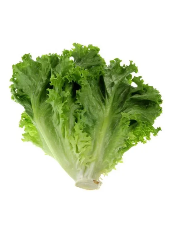 what-variety-is-this-green-leaf-lettuce-called-v0-qh0fcbqvs4nc1 Leaf Lettuce OP Variety – Locally Adapted Winter Seeds