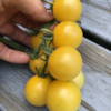 white-cherry-tomato-2 White Cherry Tomato Hybrid F1 – Sweet, Rare & Garden-Ready