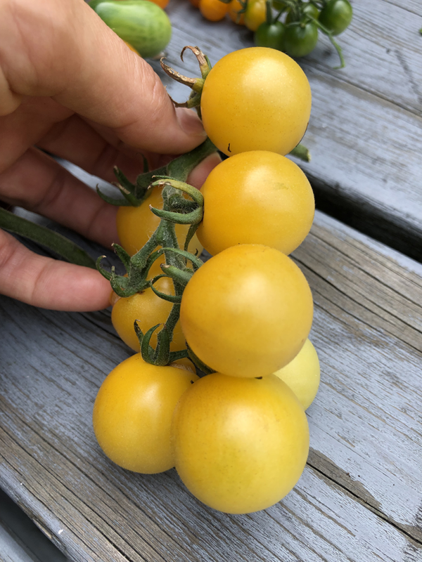 white-cherry-tomato-2 White Cherry Tomato Hybrid F1 – Sweet, Rare & Garden-Ready