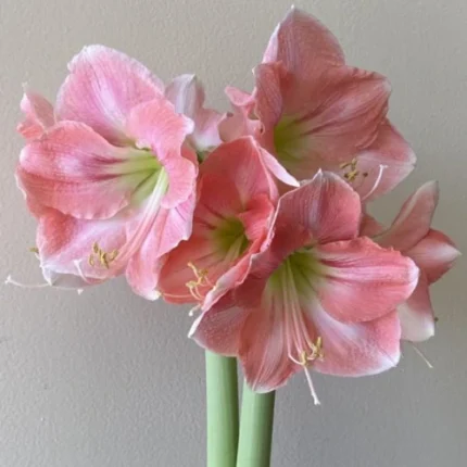 Amaryllis Pink Bulb (1 Bulb) [SOLD OUT]