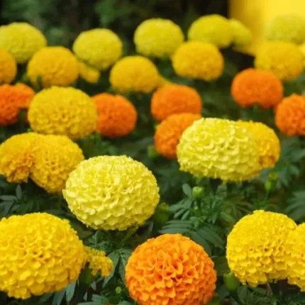 Marigold F1 Mix seeds
