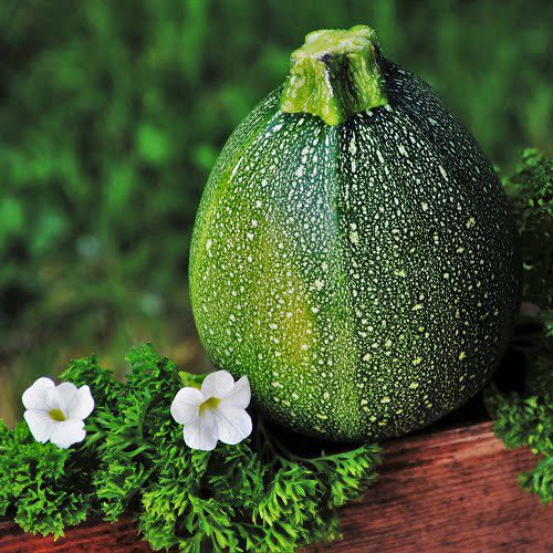 1607-Zucchini-Round-Robin.jpg