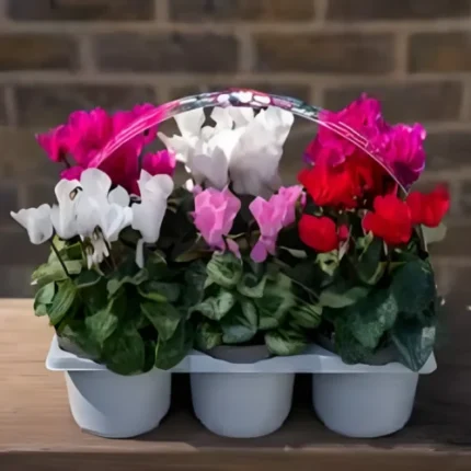 Cyclamen mix colour Seeds (5 Seeds)