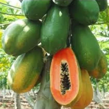 Papaya Red Lady F1 Seeds (10 Seeds)