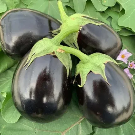 Round Brinjal Hybrid Seeds
